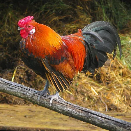 Il Ponticello Gospodarstwo agroturystyczne Vaiano (Tuscany)