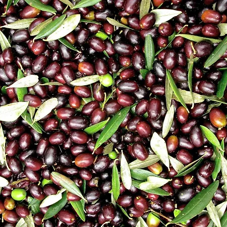 Il Ponticello مزرعة للإقامة *